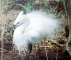 Egreta mica (Egretta garzetta)