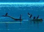 Phalacrocorax carbo